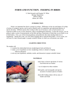 form and function: feeding in birds