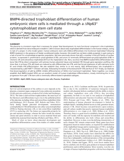 BMP4-directed trophoblast differentiation of human
