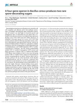 A four-gene operon in Bacillus cereus produces two rare spore