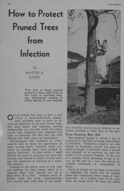 How to Protect Pruned Trees from Infection