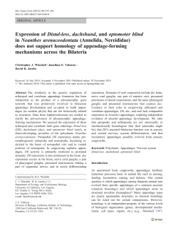 Expression ofDistal-less,dachshund, andoptomotor blindinNeanthes