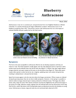 Blueberry Anthracnose - Province of British Columbia