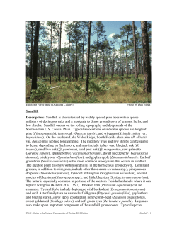 Sandhill - (synonyms: longleaf pine