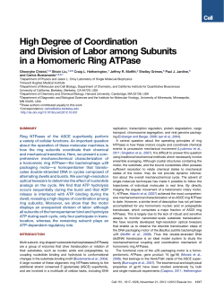 High Degree of Coordination and Division of Labor among Subunits