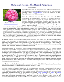 History of Roses: The Hybrid Perpetuals