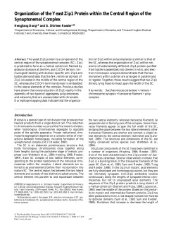 Organization of the Yeast Zip1 Protein within the Central Region of