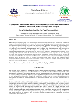 Phylogenetic relationships among the mangrove species