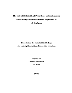 The role of thylakoid ATP synthase subunit gamma