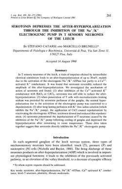 SEROTONIN DEPRESSES THE AFTER