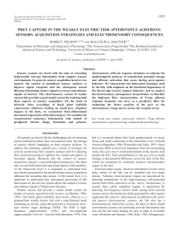 Prey capture in black ghost knifefish