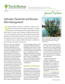Saltcedar (Tamarisk) and Russian Olive Management