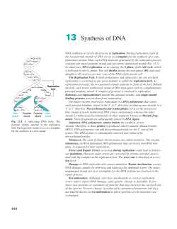 13 Synthesis of DNA