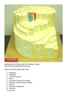 MICROSCOPIC STRUCTURE OF COMPACT BONE (OSTEON OR