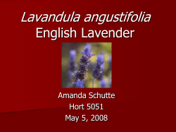 Lavandula angustifolia English Lavender