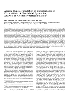 Arsenic Hyperaccumulation in Gametophytes of Pteris vittata. A New
