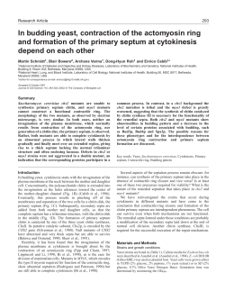Septum and contractile ring in yeast