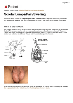 Scrotal Lumps/Pain/Swelling