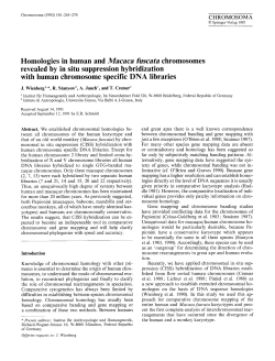 Homologies in human and Macasa fuscata