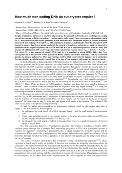 How much non-coding DNA do eukaryotes