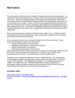 PROTOZOA