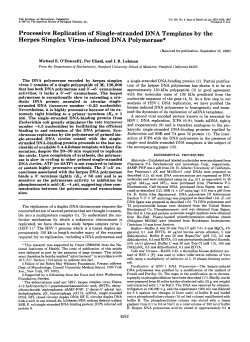 Processive Replication of Single-stranded DNA Templates by the