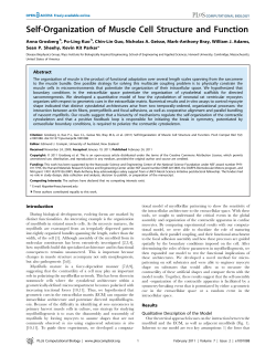 Self-Organization of Muscle Cell Structure and Function