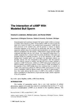 The interaction of cAMP with modeled bull sperm