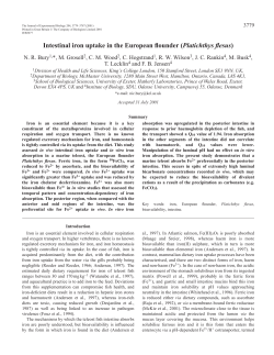 Intestinal iron uptake in the European flounder