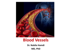 Lecture 8-Blood vessels
