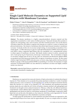 Single Lipid Molecule Dynamics on Supported Lipid Bilayers with