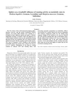 Spiders on a treadmill - Journal of Experimental Biology