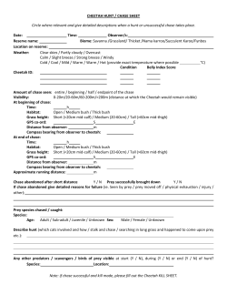 CHEETAH HUNT / CHASE SHEET