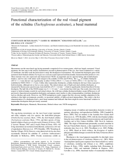 Functional characterization of the rod visual pigment of the