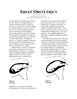 SHEEP OBSTETRICS