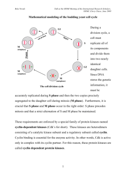1 Mathematical modeling of the budding yeast cell cycle During a