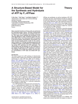 Theory A Structure-Based Model for the Synthesis and Hydrolysis of