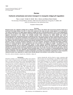 Review Carbonic anhydrases and anion transport in mosquito