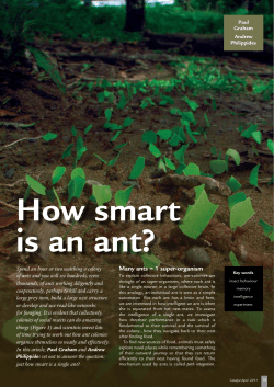 Many ants = 1 super-organism