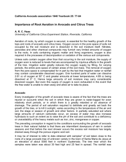 Importance of Root Aeration in Avocado and Citrus Trees