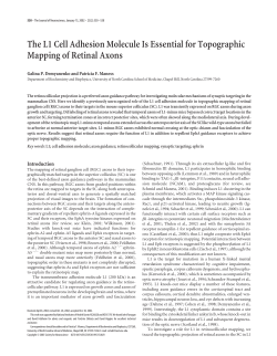 The L1 Cell Adhesion Molecule Is Essential for Topographic