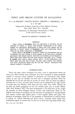 tissue and organ culture of eucalyptus