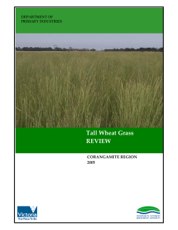Tall W heat Grass REVIEW - Corangamite CMA Knowledge Base