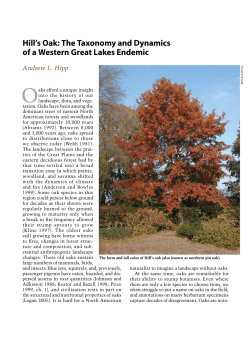 Hill`s Oak: The Taxonomy and Dynamics of a Western