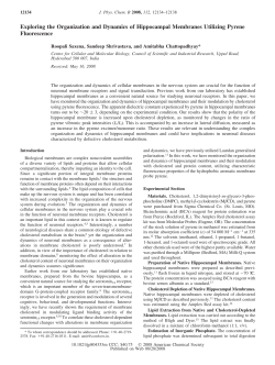 Exploring the Organization and Dynamics of Hippocampal