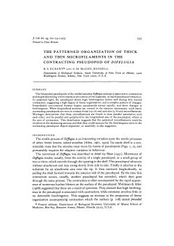 the patterned organization of thick and thin microfilaments in the