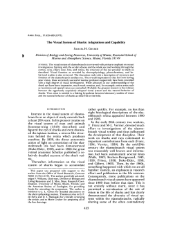 The Visual System of Sharks