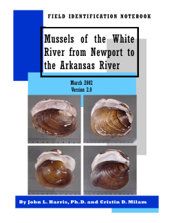 Mussels of the White River from Newport to the Arkansas River