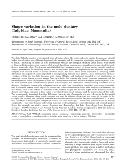 Shape variation in the mole dentary (Talpidae