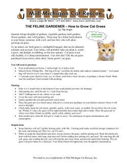 How to Grow Cat Grass