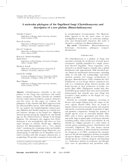 A molecular phylogeny of the flagellated fungi (Chytridiomycota) and